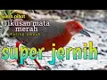 Download Lagu suara pikat tikusan mata merah @HobbyOrangChannel