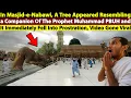 A Tree Bowed Down at the Prophet’s Mosque | Miracle Caught on Camera!