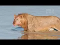 LION KING | The Secrets of the Rulers | Animal documentary