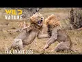 Download Lagu LION KING | The Secrets of the Rulers | Animal documentary