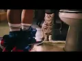 Download Lagu Cat cut out penis