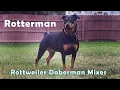 Rotterman - The combination of Rottweiler and Doberman Mix Doberman Rottweiler cross breed dog