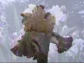 AIS Edgehill Iris Gardens