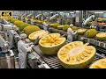 Inside a Modern Jackfruit Factory: From Whole Jackfruits to Ready-to-Eat Fruit Packs (Full Process)