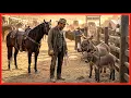 The Wealthy Cowboy Was Ready to Buy a Champion Stallion Until He Noticed the Donkey and Her Foal