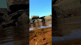 Hermit crabs fighting in PEI – The Off-Road Angler