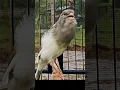 Download Lagu Tembakan canary AF bikin canary lain ikut bunyi#canary#canarygacor#bird#canario#canarisinging