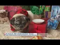 In Focus East Texas Pet Crisis