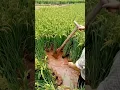 Download Lagu Drain the Rice Fields At The Stage Of Mature Help Increase Higher yields #satisfying #shortsvideo