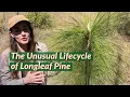 Lagu The Unique Lifecycle of Longleaf Pine 🌿