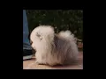 ROLLY TEACUP PUPPIES COMPILATION 2021