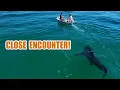 Download Lagu Large Great White Shark Follows Fishermen in Close Encounter
