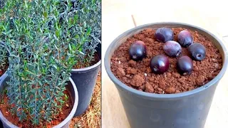 شاهد كيف يتم زراعة بذور الزيتون 