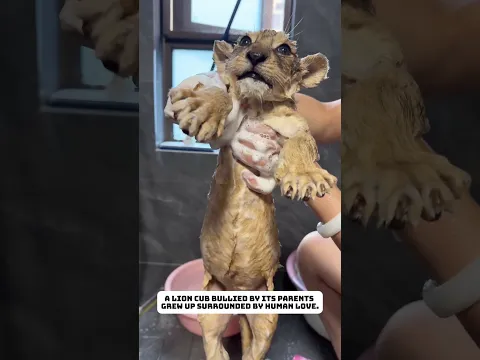 The lion cub is being bullied by its father. #lion  #lovestory #animals #cute #rescue