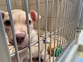 Burns Kish Humane Indiana Drive