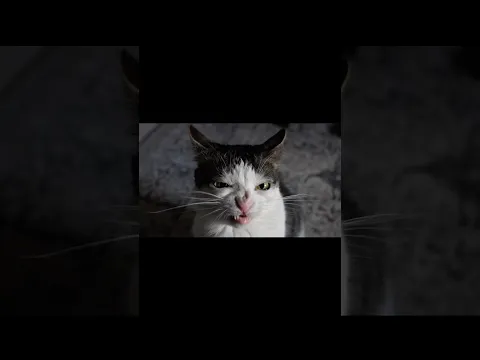 Dryfood gives cats a villainous look