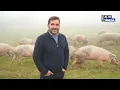 Lagu Produtor de Mairos aposta no porco bísaro para valorizar a raça e a economia local