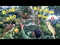 Download Lagu Bẫy Chim Chào Mào Ăn Quả Bằng Keo Dính . Đi Bẫy Chim Chào Mào Bằng Keo | Duy Tôm TV