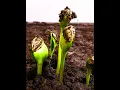 Download Lagu Sunflower Seeds Time Lapse #Shorts