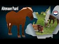 Download Lagu Abtenauer Paard, zeldzame bergpaarden met uitzonderlijke balans, Paarden rassen