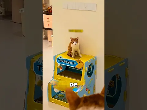 El Gato Desconocido Se Hizo Pasar Por Su Gato 🤯