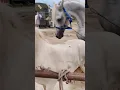 Download Lagu horse first meeting #horse #meeting #shortvideo #shorts