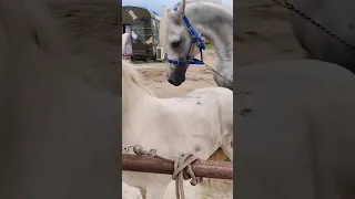 horse first meeting