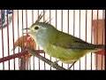Download Lagu Pasti Nyaut..!! Pancingan Burung Opior JAWA Gacor langsung Nyaut dan Emosi