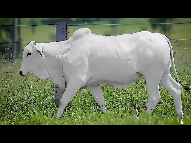 Novilha Nelore OCT - 324