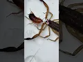 Download Lagu Scorpio is shocked by the cockroach's impudence #insects #scorpion #cockroach  #animals