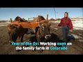 Year of the Ox Working oxen on the family farm in Colorado