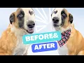 Allergies Don t Watch This Husky St Bernard Deshedding Miracle