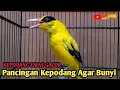 Download Lagu KEPODANG EMAS GACOR || Suara kepodang gacor cocok buat pancingan kepodang agar bunyi