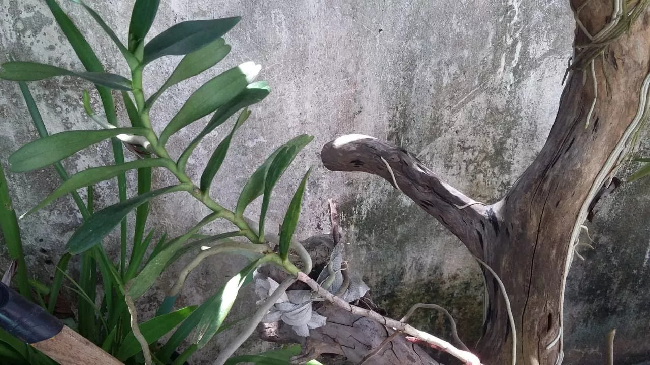 COMO CUIDAR DE ORQUÍDEA RENANTHERA