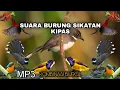 Download Lagu SUARA PIKAT BURUNG SIKATAN KIPAS KOMBINASI BURUNG KECIL MP3#suarapikatburcil