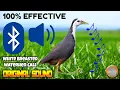 Download Lagu WATER HEN BIRD CALL, HUNI NG TIKLING, KUROWAK 100% CALL