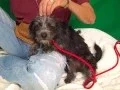 A4952752 Britney Wirehaired Dachshund Yorkshire Terrier Mix Puppy