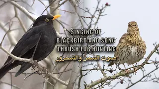 اقوى دمج لصوت الشحرور مع السمن جديد ٢٠٢٤ صوت خفيف وسكة نقية صوت جديد مجر ب وفع ال 