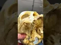 REAL Human Skull