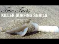 Lagu True Facts: Killer Surfing Snails