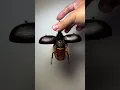 Download Lagu Satan Beetle Dynastes Satana 🪲 | Rare Flying Giant Insect #nature #beetle #wildlife #bugs