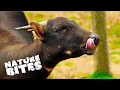 Anoa The Coolest Animal You Didn't Know Existed | Nature Bites