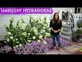 Limelight Hydrangeas // 1 Year Update // Garden Answer