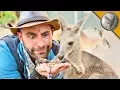 Kangaroo Feeding Time