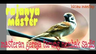 masteran gereja tarung nembak sadis kicaumantap