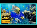 Download Lagu Prachtig Aquarium en ontspannende muziek in 4k - II - 🐠  Anti-stressmuziek, ontspannen en meditatie