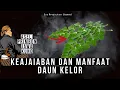 Download Lagu KEAJAIBAN DAN MANFAAT  DAUN KELOR