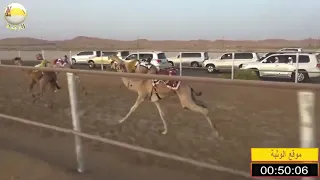 الشوط 6 منذر لـ سيف سالم الدرعي شارة الصندوق 2019 04 27 الرقيعات فطامين 