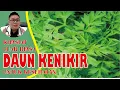 KHASIAT DAUN KENIKIR UNTUK KESEHATAN YANG HARUS KAMU KETAHUI