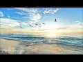 Download Lagu Suara Burung Camar dan Ombak di Tepi Pantai